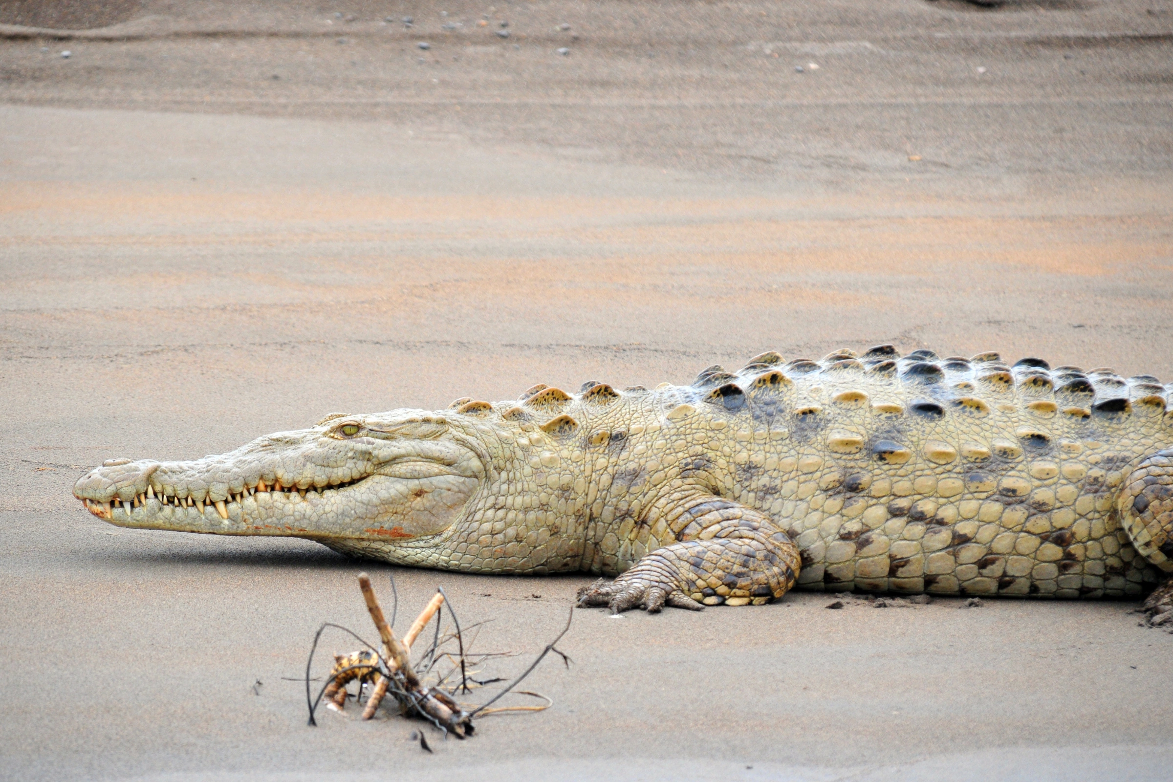 Puerto_Viejo_De_Sarapiqui[1].webp